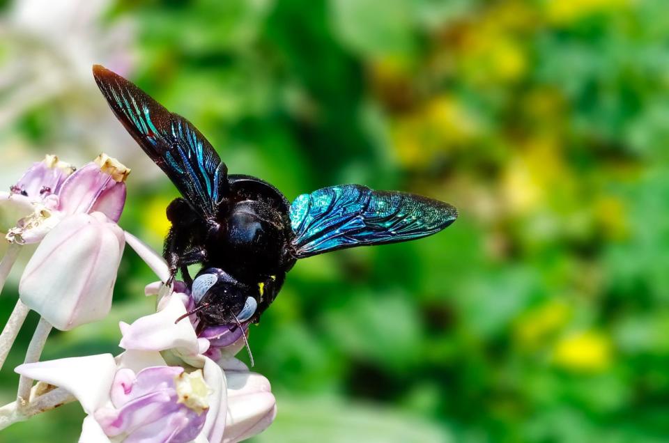 Immer öfter ist diese stattliche und schillernde Kreatur zu beobachten, wie sie die Blüten in den Gärten hierzulande schwanken lässt: Der Klimawandel macht die Blaue Holzbiene hier zum regelmäßigen Gast. Mit ihren 28 Millimetern ist sie dort die größte Wildbiene. Sie bohrt ihre Nistgänge in (gerne morsches) Holz, daher der Name. Dass die Blaue Holzbiene sticht, kommt sehr selten vor. (Bild: iStock/Manoj pal)