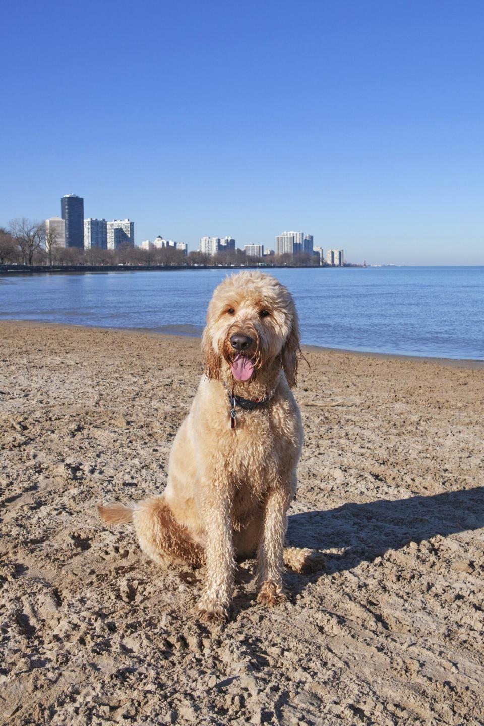 Goldendoodle sitting on the Montrose Dog Beach in Chicago with the Chicago skyline in the distance