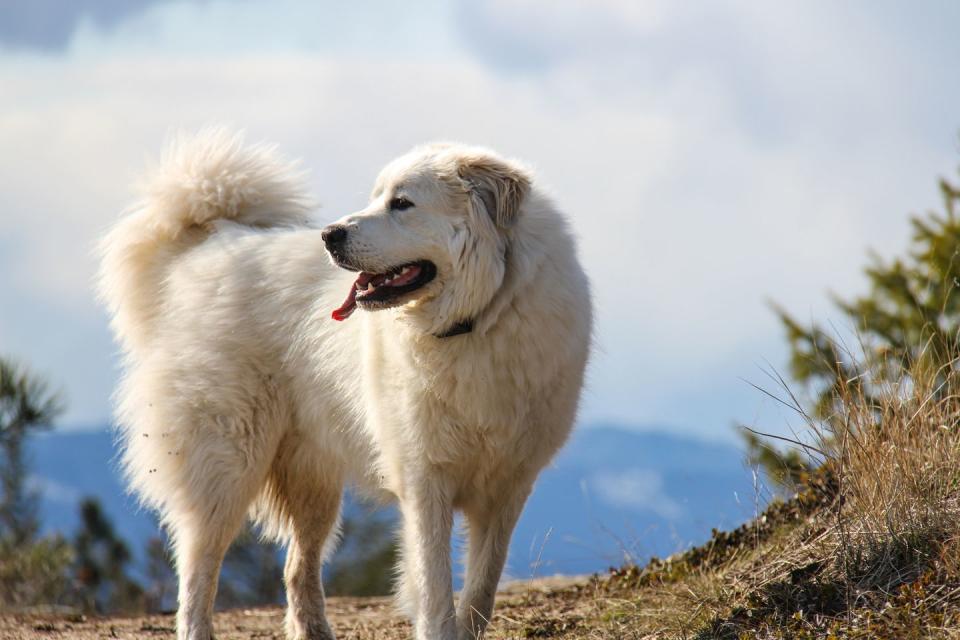 16) Great Pyrenees