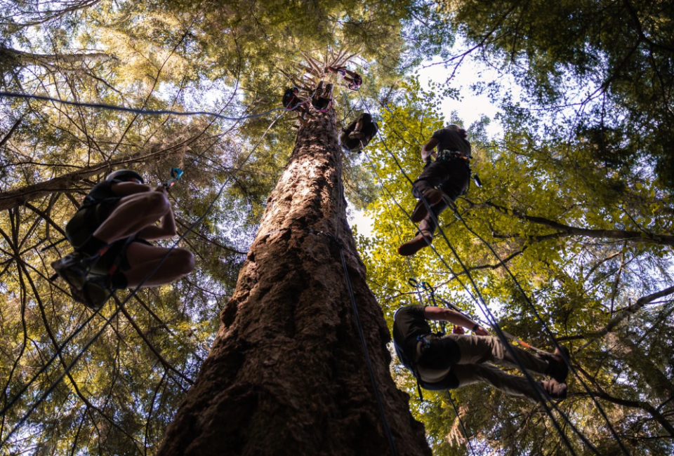 Tree climbers rappel at Silver Falls State Park.
