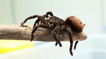 A tarantula is photographed after a seizure of animals for trafficking bound to Germany at El Dorado airport, in Bogota