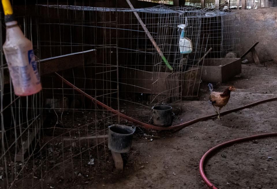 A chicken walks in front of a cage in Aromas, Calif., on Tuesday, Jan. 18, 2022. 