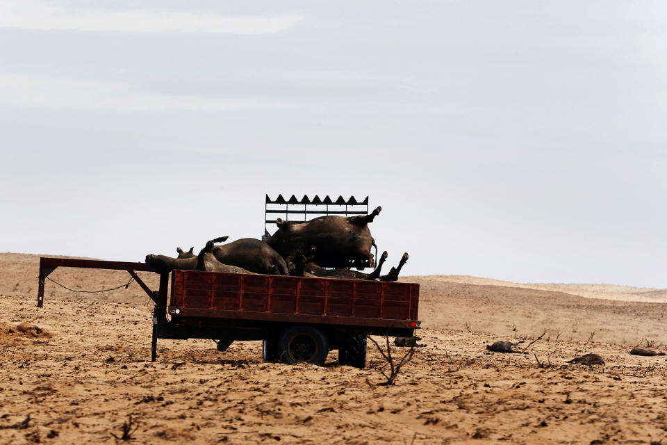 U.S. wildfires ravage ranches in three states