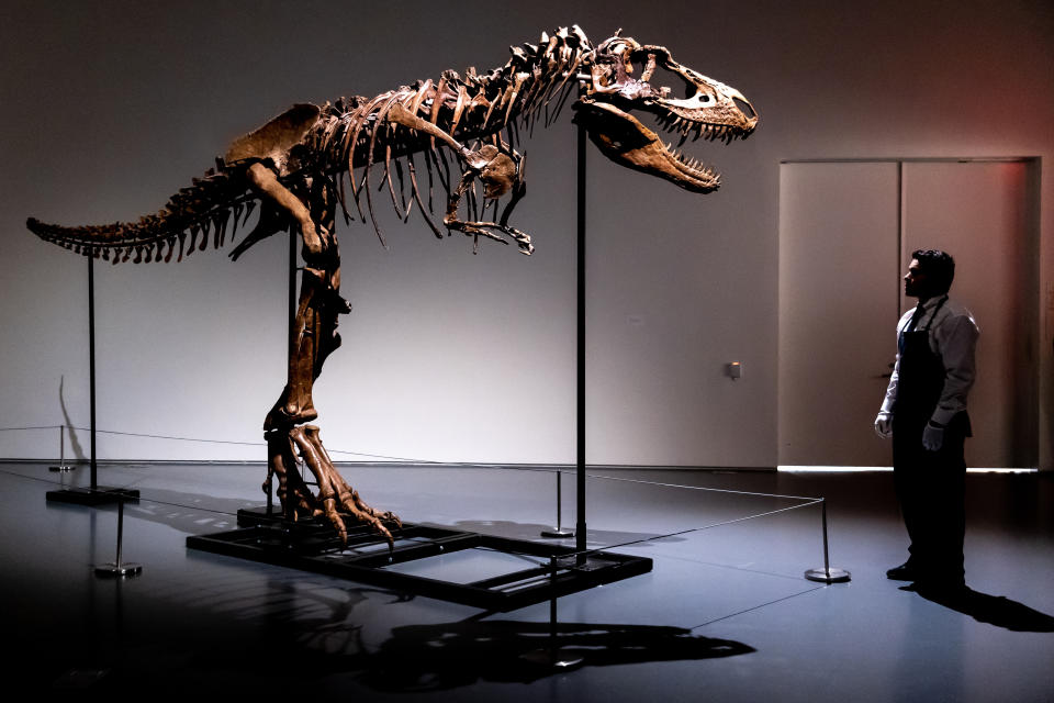 Un empleado de Sotheby's de pie frente a un esqueleto de dinosaurio Gorgosaurus, el primero que se ofrece en una subasta, el martes 5 de julio de 2022 en Nueva York. (Foto AP/Julia Nikhinson)