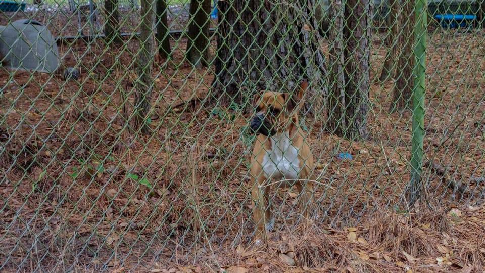 A dog wanders up to the fence line at Jasper Animal Rescue Mission along Carters Mill Road on Monday, Nov. 13, 2023 in Ridgeland, S.C.
