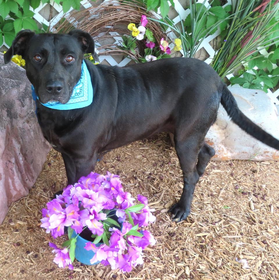 B.G., ID #305018, was adopted from the shelter five years ago. She's a sweet and cuddly 7-year-old, 87-pound Labrador mix. Her best buddy, Kia is also back at the shelter. Their family is no longer able to care for them. B.G. likes cats and dogs, loves people and even enjoys a bath every once in a while. B.G. and Kia, who is 10 years old and was adopted from the shelter in 2016, are very bonded and would do best going to the same home. Until overcrowding gets under control, adoption fees are waived for all dogs, no matter their size. To meet B.G. and Kia, go to the Oklahoma City Animal Shelter at 2811 SE 29 between noon and 5 p.m. Tuesday through Saturday. Go online to www.okc.gov or www.okc.petfinder.com to see all the cats and dogs available for adoption.