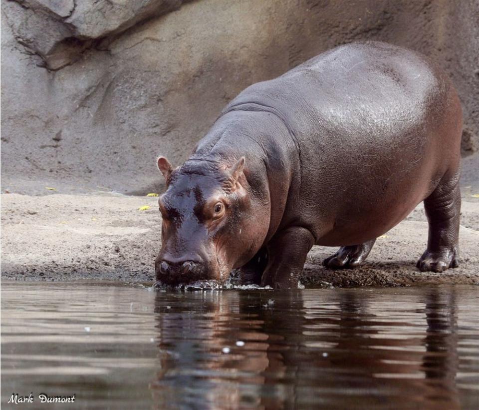 Fiona the hippo