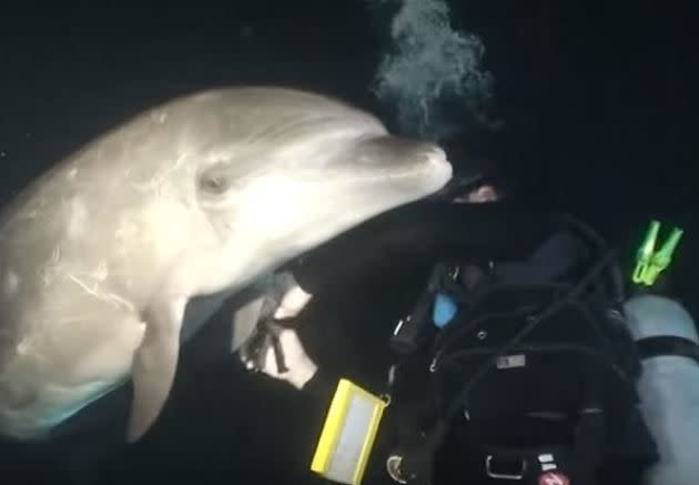 <p>Eine Gruppe von Tauchern staunte nicht schlecht, als sie nachts vor der Küste Hawaiis nach Mantarochen schnorchelte. Aus den dunkeln Tiefen des Ozeans kam ein Delfin angeschwommen und näherte sich der Gruppe. Einer der Taucher erkannte auch sofort, warum: Der Tümmler hatte einen Angelhaken im Rücken stecken. Die Gruppe konnte den Delfin befreien. Offenbar hatte dieser geahnt, dass ihm die Taucher helfen würden. Nachdem er den Haken los war, verschwand er in der Tiefe, aus der er gekommen war. <a rel="nofollow" href="https://de.nachrichten.yahoo.com/taucher-treffen-auf-delfin-und-machen-eine-schreckliche-123854901.html" data-ylk="slk:Hier lesen Sie die Originalnachricht.;elm:context_link;itc:0;sec:content-canvas;outcm:mb_qualified_link;_E:mb_qualified_link;ct:story;" class="link  yahoo-link">Hier lesen Sie die Originalnachricht.</a> </p>