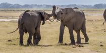elephants fighting