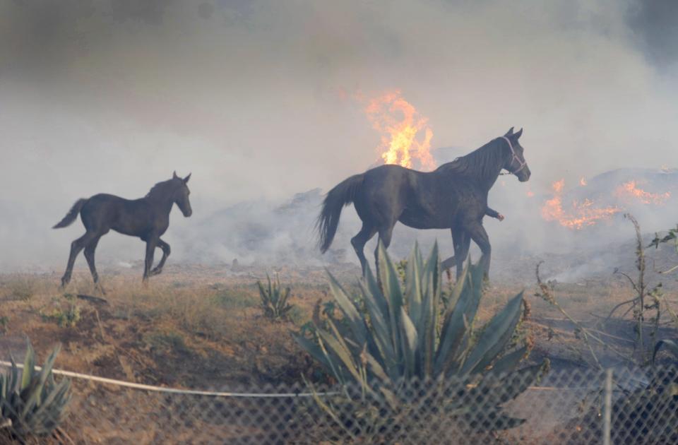 Horses were being evacuated as the Easy Fire rolled through Simi Valley and toward Moorpark on Tierra Rejada Road Wednesday morning.