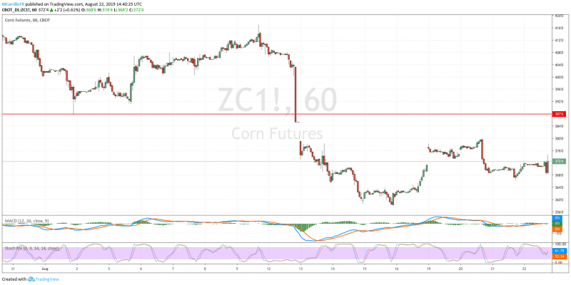 ZC1 Corn Future 1-hour chart August 22