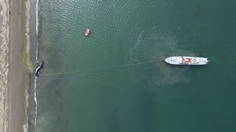 Al menos 13 ballenas francas australes muertas aparecieron en la costa del Golfo Nuevo y el santuario de Península Valdés en los últimos días. La causa de su muerte está siendo investigada, informó el Instituto de Conservación de Ballenas (ICB)