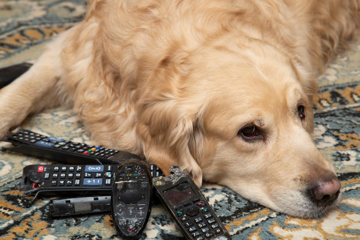 A dog is gnawing on TV remotes and phones.