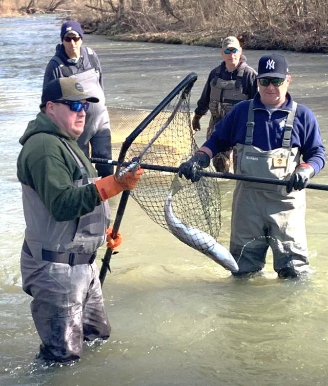 Will spawning trout still be in Finger Lakes waters April 1? Creek sampling  offers clues.