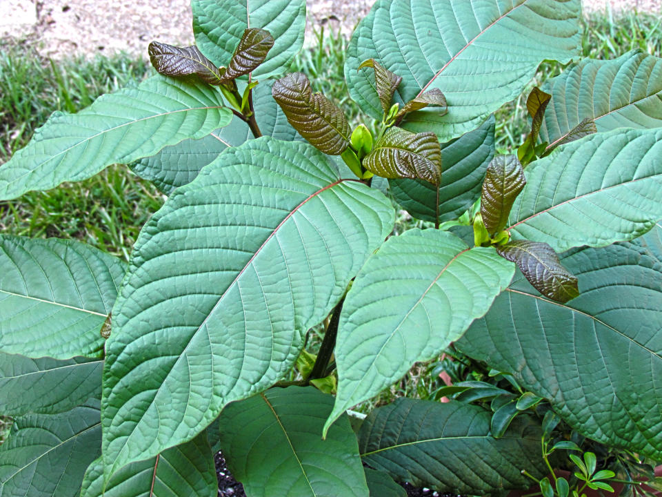 Kratom_tree