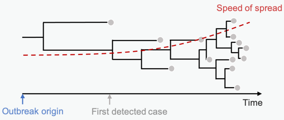 diagram of hypothetical virus outbreak's phylogenetic tree