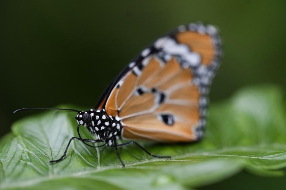 A Danaus Chrysippus, an African monarch, appears on a leaf at the greenhouse of the Museo delle Scienze (MUSE), a science museum in Trento, Italy, Monday, May 6, 2024. The Butterfly Forest was created to bring public awareness on some of the research that MUSE is doing in Udzungwa Mountains to study and protect the world’s biodiversity against threats such as deforestation and climate change. (AP Photo/Luca Bruno)