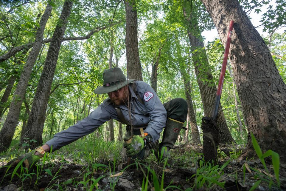 Army Corps of Engineers forester Lewis Wiechmann plants a river birch tree June 2 in Goose Island County Park along the Mississippi River south of La Crosse, Wisconsin.