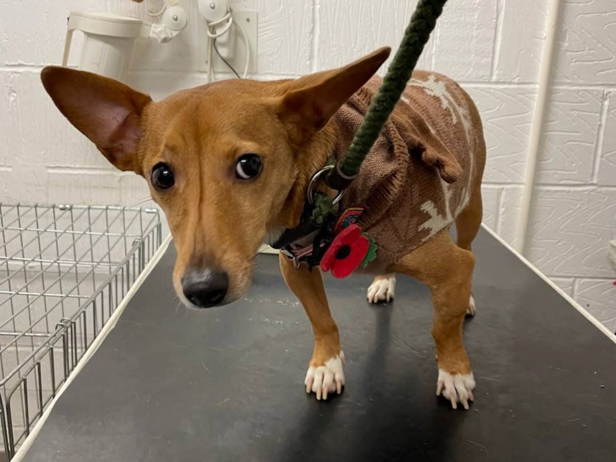 The Jack Russell type dog was beaten and then abandoned in a car park in Scotland. (SWNS)