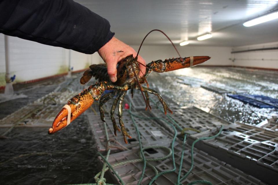 The animal rights group says lobsters' living conditions in grocery stores are unacceptable. 