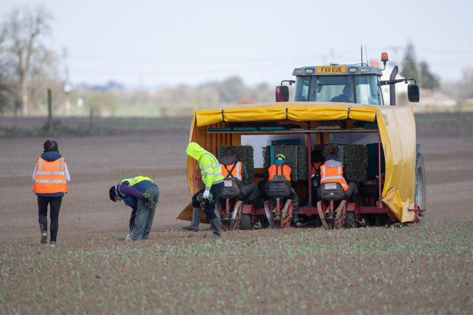 Workers plant crops in a field near Boston, Lincolnshire. Tens of thousands of people have applied to pick fruit and vegetables as farms across the UK face a season without their usual workforce flying in from other countries due to coronavirus travel restrictions. (Photo by Joe Giddens/PA Images via Getty Images)