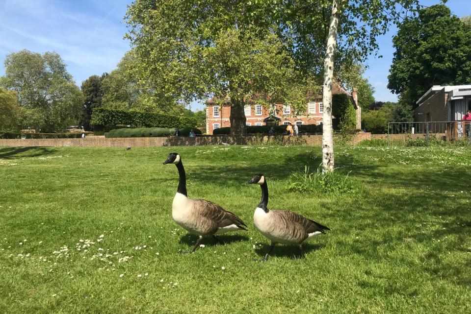 Canada Geese at Hall Place stately home Bexley (Barney Davis)