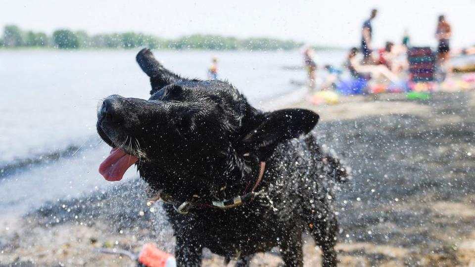 Zu heiß! Hund Magic hat sich ein Bad im kühlen Nass gegönnt.