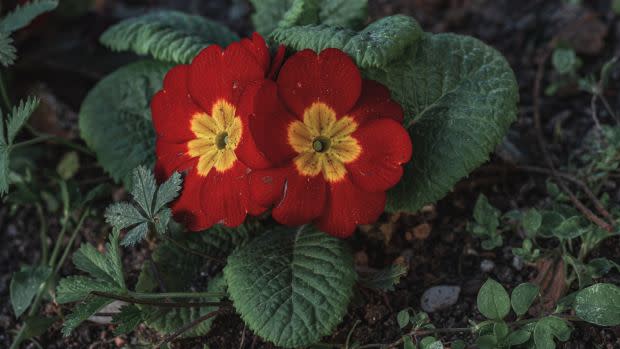 February birth flower: Primrose<p><a href="https://unsplash.com/photos/fF4swnrme3Y" rel="nofollow noopener" target="_blank" data-ylk="slk:Mauro Zacconi on Unsplash;elm:context_link;itc:0;sec:content-canvas" class="link ">Mauro Zacconi on Unsplash</a></p>