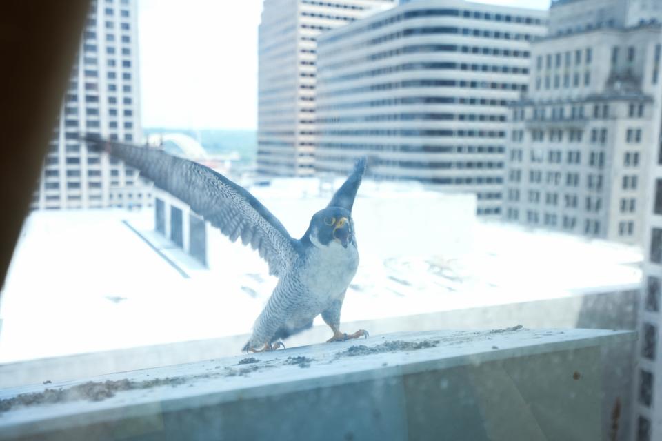 The Mercantile Library is home to peregrine falcons.