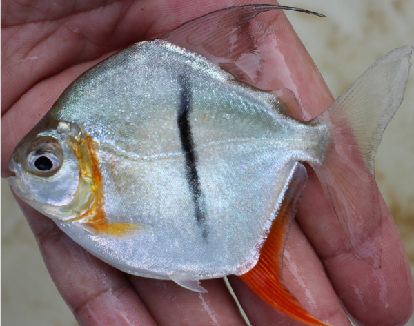 Une espèce de poisson végétarien proche du piranha a été découverte en Amazonie brésilienne et nommée « Sauron » . (Photo : Neotropical Ichthyology)