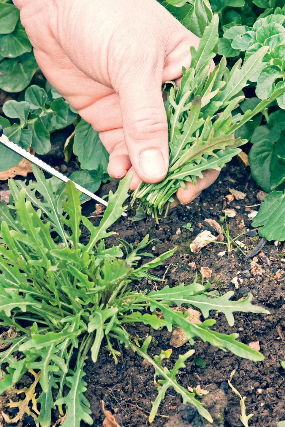 SALAD LEAVES