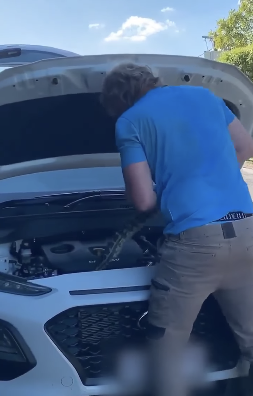 Photo shows a snake catcher pulling a carpet python out of a car in Queensland. 