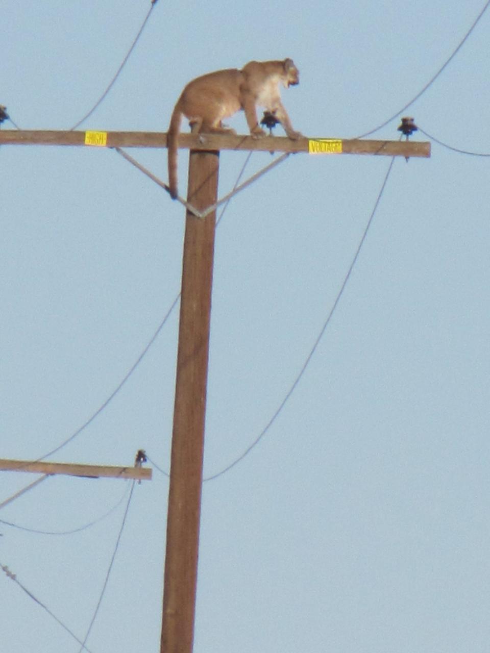 A mountain lion balances itself atop a 35-foot-high power pole about two miles south of Cougar Buttes in Lucerne Valley on East End Road in September 2015.