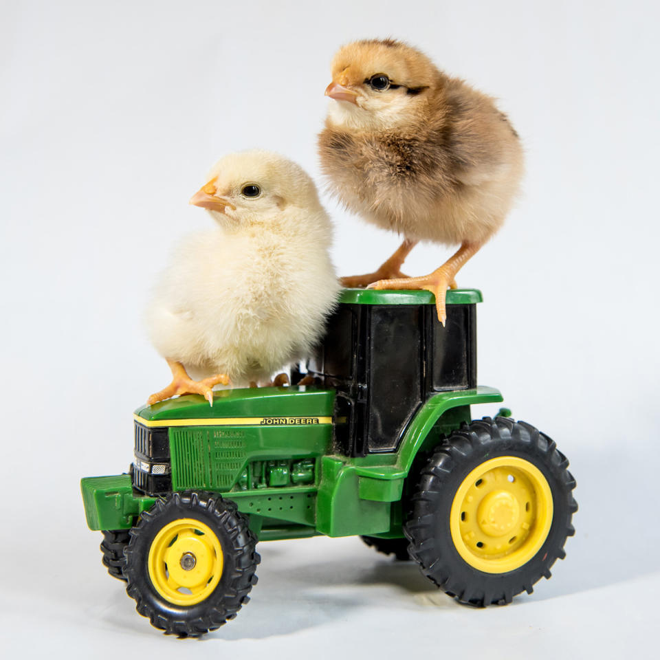 <p>A couple of chicks sit on a John Deer tractor. (Photos: Alexandra C. Daley-Clark/sillychickens.com) </p>