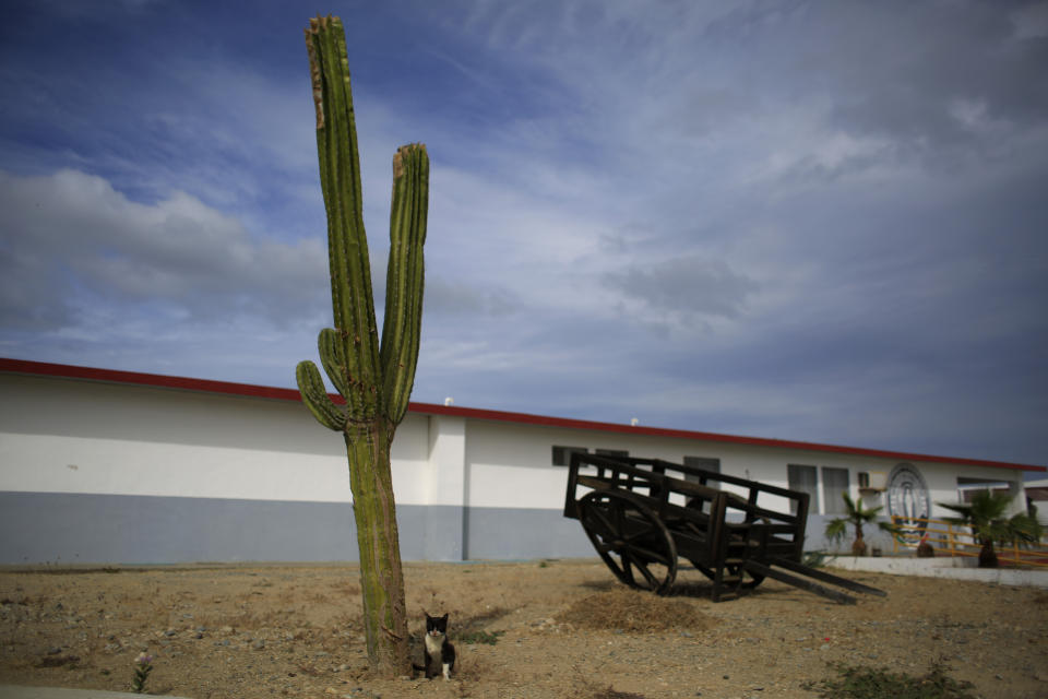 FILE - A cat sits by a cactus at the now closed Laguna del Toro maximum security facility during a media tour of the former Islas Marias penal colony located off Mexico's Pacific coast, Saturday, March 16, 2019. resident Andrés Manuel López Obrador had the facility converted into an environmental education center. Now the government wants to make it an ecotourism destination where visitors can watch sea birds and enjoy the beaches. (AP Photo/Rebecca Blackwell, File)