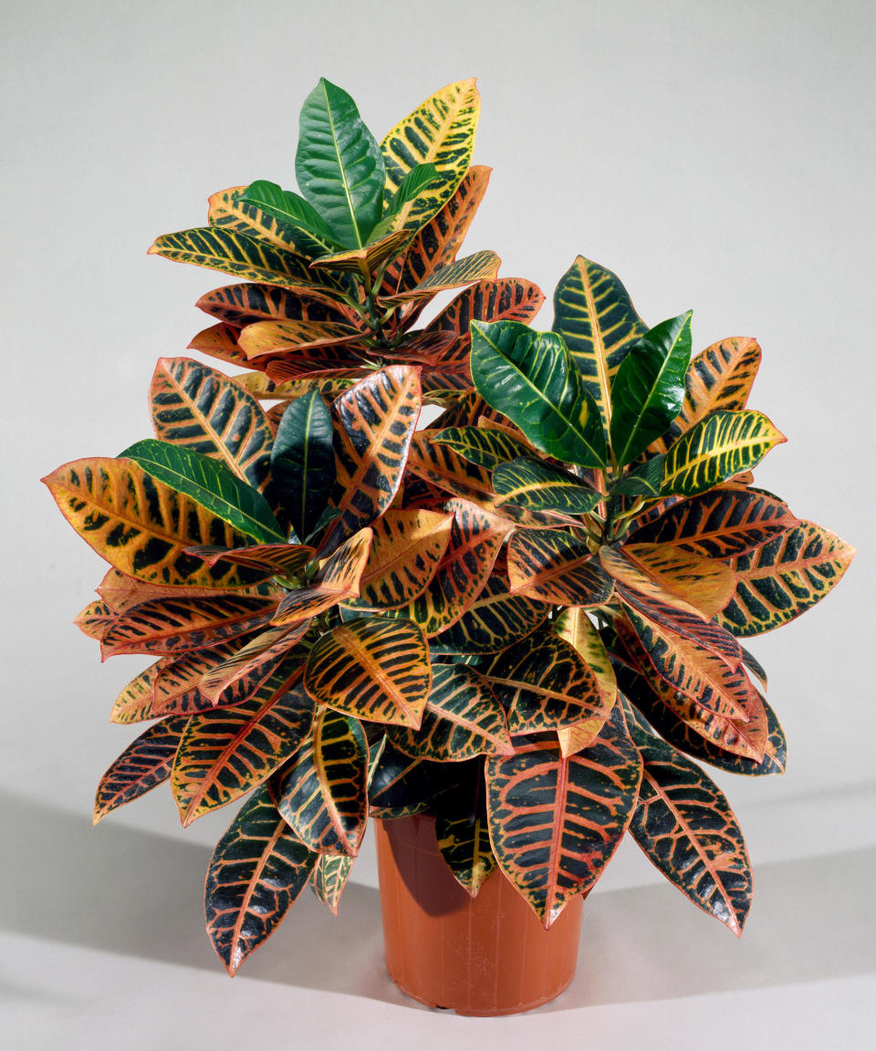 11. Croton (Codiaeum variegatum)