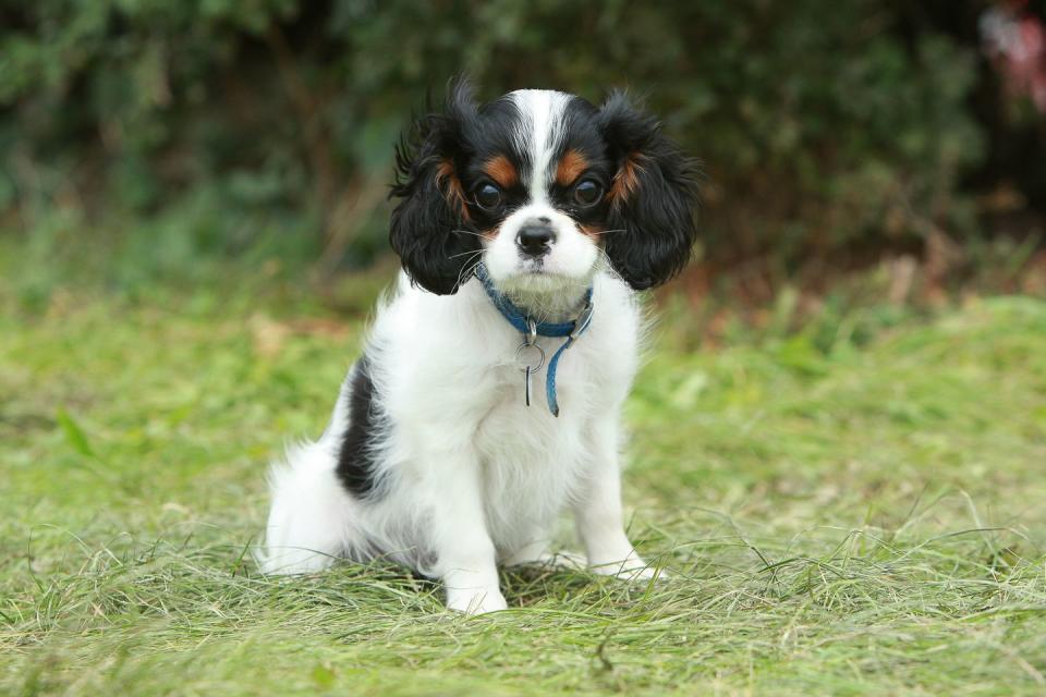 Cavalier King Charles Spaniel