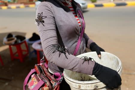 Tarantulas walk on a woman's arm after she caught them in a spider field in Kampong Thom province in Cambodia, June 21, 2017. Picture taken June 21, 2017. REUTERS/Samrang Pring