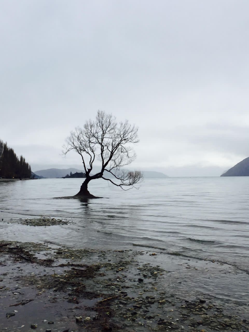 Make a trip to see the famed Wanaka Willow. Photo Be