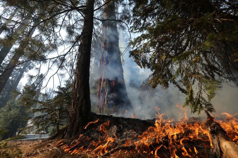 FILE PHOTO: Windy Fire threatens California sequoias