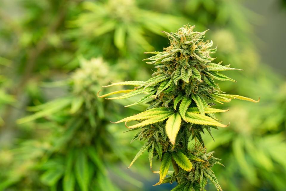A blooming cannabis plant.