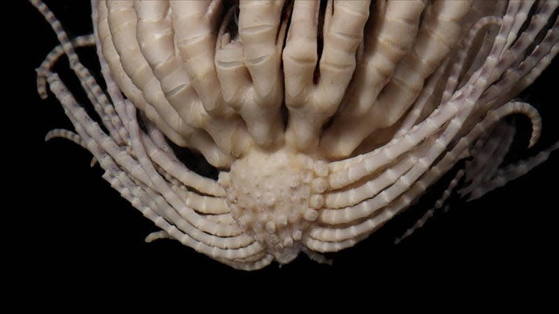 A dorsal view of the Antarctic strawberry feather star (Promachocrinus fragarius)