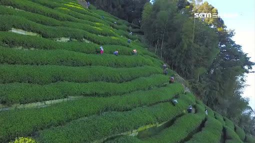 臺灣因地形多元，出產了許多不同種類的珍貴茶葉。（示意圖／資料照）