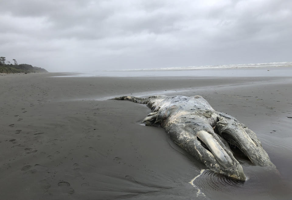 FILE - In this file photo taken May 24, 2019, the carcass of a gray whale lies where it washed up on the coast of Washington's Olympic Peninsula, just north of Kalaloch Campground in Olympic National Park. Researchers say the population of gray whales off the West Coast of the United States has fallen by nearly one-quarter since 2016, resembling a similar die-off two decades ago. In a paper released Tuesday, Jan. 19, 2021, NOAA Fisheries reported that surveys counted about 6,000 fewer migrating whales last winter, 21,000 as compared to 27,000 in 2016. (AP Photo/Gene Johnson, File)