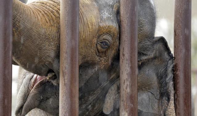 Ringling Bros Circus Will Retire Its Performing Elephants By May 0916