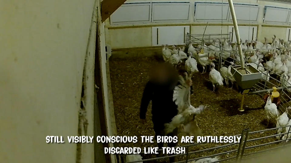 The group claims their footage - taken between September and November - shows a worker dislocating the necks of two turkeys.  (SWNS) 