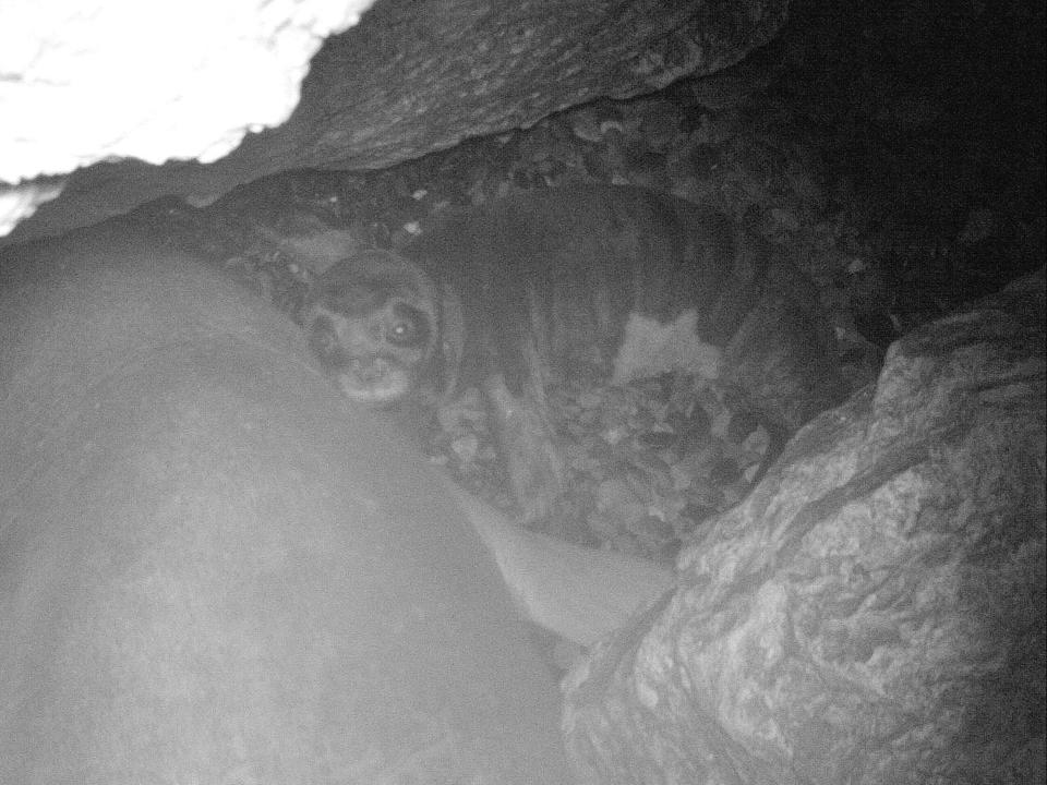 Camera trap image of baby Mediterranean monk seal in caves on Cyprus (SPOT/Monk Seal Project/University of Exeter)