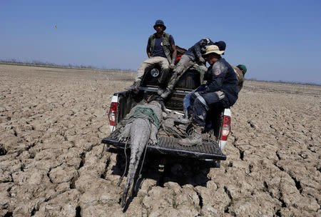 Yacare caimans are being rescued and taken to an artificial pond by volunteers in Boqueron, Paraguay, August 14, 2016. REUTERS/Jorge Adorno