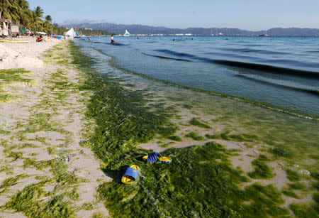 A view of a seashore partly covered with moss is seen at Boracay in the Philippines April 23, 2018. REUTERS/Erik De Castro