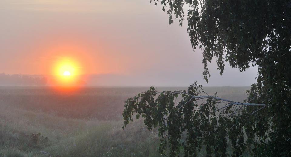 Dense forest in the Omsk region, Siberia, Russia. Source: Getty stock